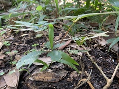 Parthenocissus quinquefolia
