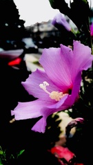 Hibiscus syriacus