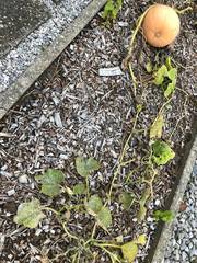 Podosphaera fuliginea