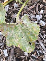 Podosphaera fuliginea