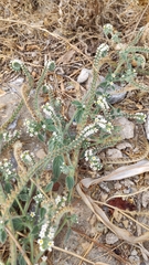 Heliotropium hirsutissimum