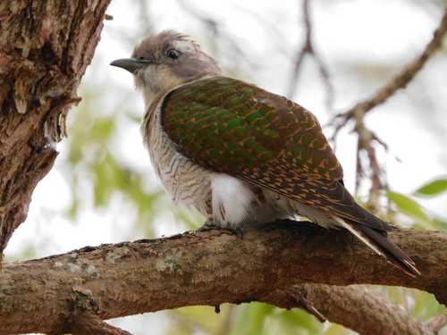 Klaas's Cuckoo (Chrysococcyx klaas), photo 10