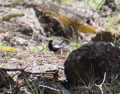 Setophaga coronata nigrifrons