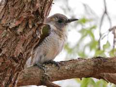 Klaas's Cuckoo photo 3