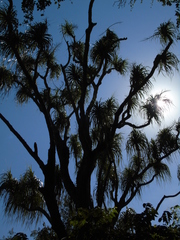 Beaucarnea recurvata