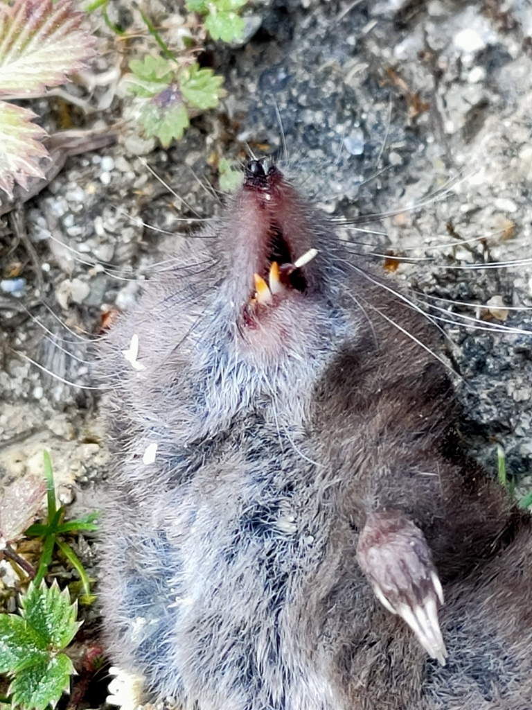 Himalayan Shrew