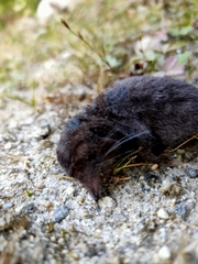 Soriculus nigrescens