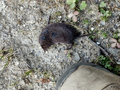 Soriculus nigrescens