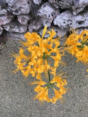 Lycoris aurea