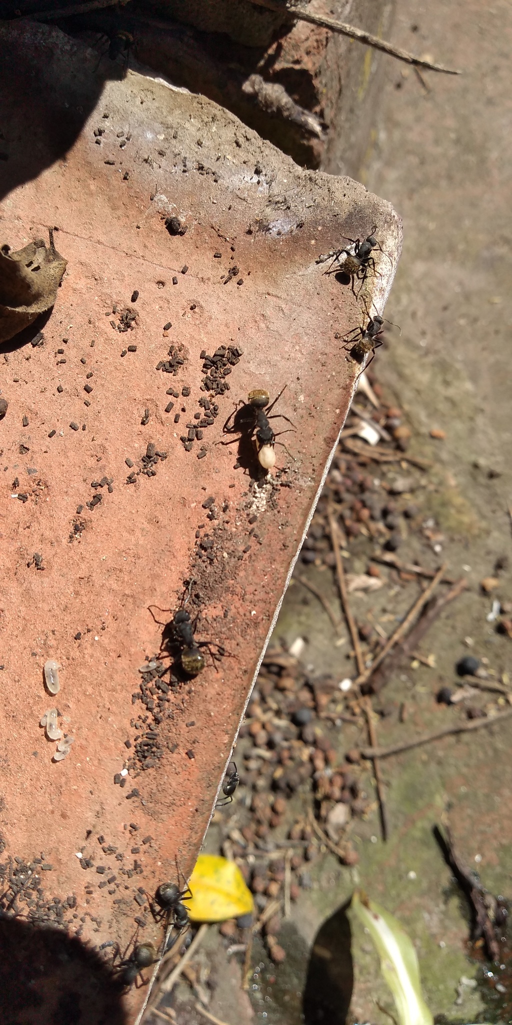 Camponotus mus