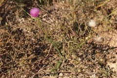 Carduus hamulosus