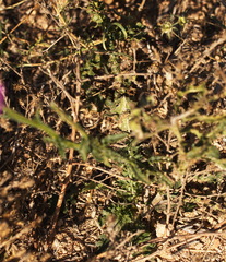 Carduus hamulosus