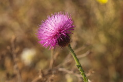 Carduus hamulosus