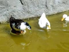 Anas platyrhynchos domesticus