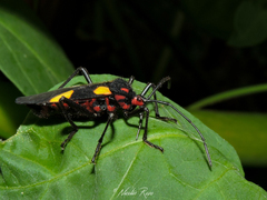 Sephina formosa