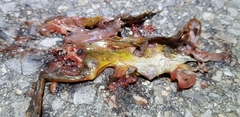 Rana huanrensis