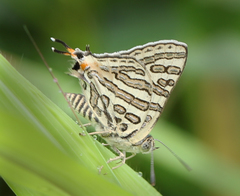 Cigaritis ictis ictis