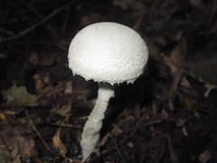 Amanita longipes