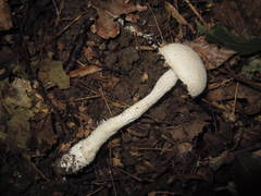 Amanita longipes