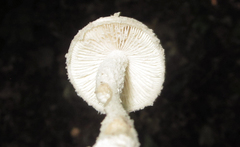 Amanita longipes