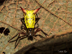 Micrathena guerini