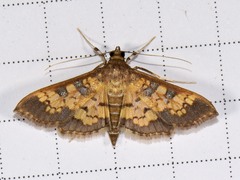 Diacme elealis