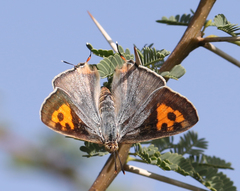 Cigaritis ictis ictis