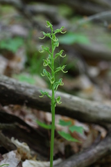 Platanthera hookeri