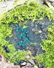 Chlorociboria aeruginascens