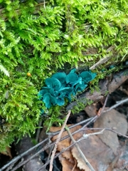 Chlorociboria aeruginascens