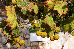 Platanaceae