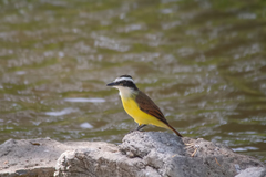 Pitangus sulphuratus