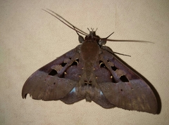 Ischyja marapok