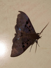 Ischyja marapok