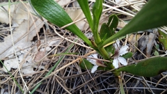 Scaevola repens