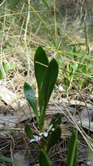 Scaevola repens
