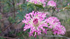 Pimelea rosea