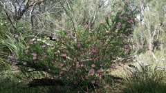 Pimelea rosea