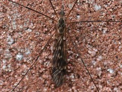 Tipula confusa