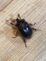 Pleocoma dubitabilis dubitabilis