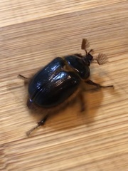 Pleocoma dubitabilis dubitabilis