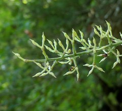 Actaea podocarpa