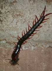 Cormocephalus nitidus