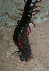 Cormocephalus nitidus