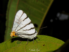 Arawacus leucogyna