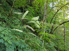 Actaea podocarpa