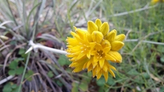 Conostylis candicans