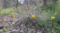 Conostylis candicans