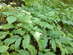 Actaea podocarpa