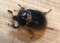 Pleocoma dubitabilis dubitabilis